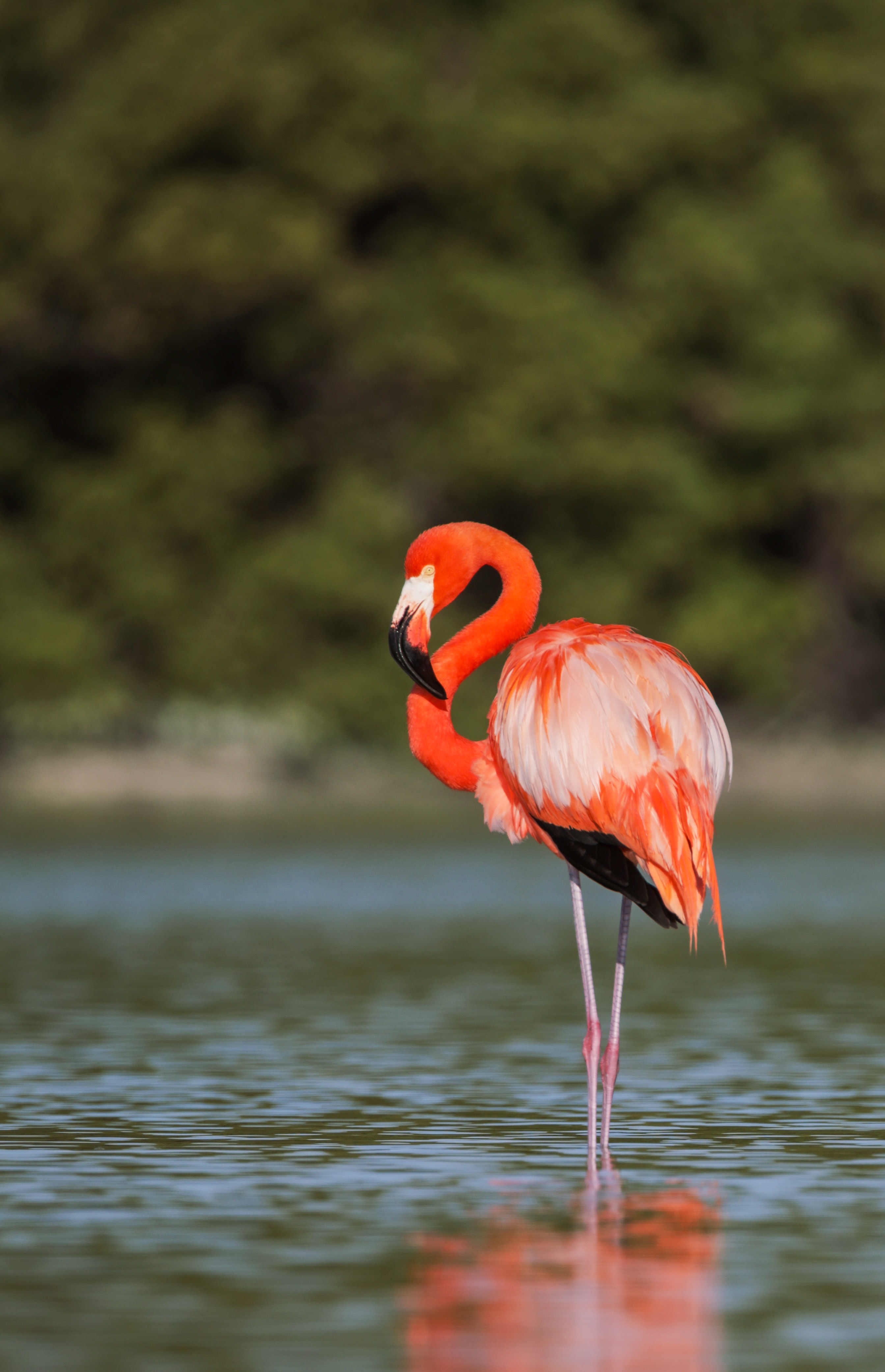 Flamingo